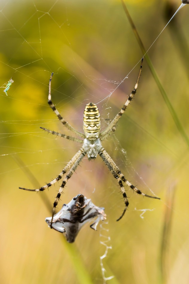 orange county spiders