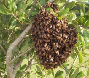 orange-county-bee-and-wasp-removal