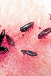 orange-county-fleas