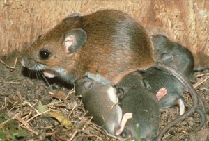 orange-county-rodents-and-mice