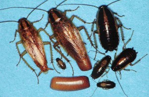 cockroaches in orange county ca