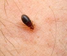 bed-bug-treatments-orange-county